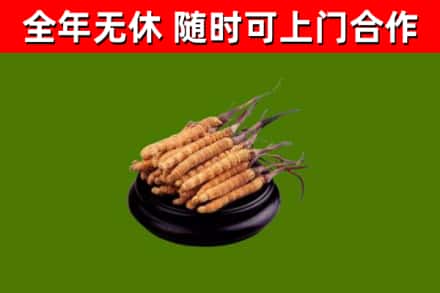 大理烟酒回收冬虫夏草.jpg
